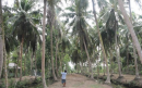 Trà Vinh phát triển chuỗi liên kết giữa nông dân trồng dừa hữu cơ với công ty